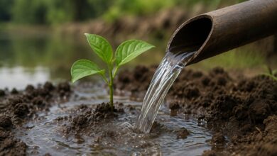 Madhya Pradesh’s water conservation model draws global recognition Madhya Pradesh’s water conservation model draws global recognition