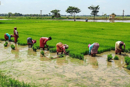 TN delta farmers call for interim MSP increase over fuel, fertiliser price hike TN delta farmers call for interim MSP increase over fuel, fertiliser price hike