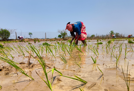 Don’t rush for sowing till June 15; rainfall intensity to increase after June 18: Maharashtra govt Don’t rush for sowing till June 15; rainfall intensity to increase after June 18: Maharashtra govt
