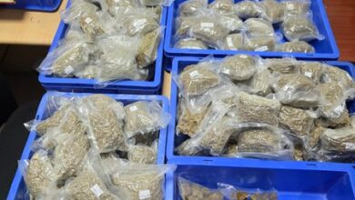 Delhi Customs seizes hydroponic weed worth Rs 5.38 Crore at IGI Airport, two arrested
