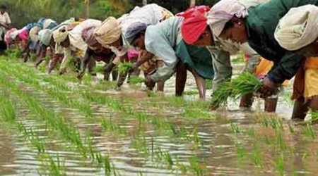 TN farmers in distress as power shortage threatens summer paddy crop in Thanjavur TN farmers in distress as power shortage threatens summer paddy crop in Thanjavur