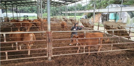 Over 1,200 animals culled in Mongolia due to foot-and-mouth disease Over 1,200 animals culled in Mongolia due to foot-and-mouth disease