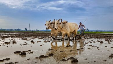 Total area sown in India’s current kharif season so far crosses 119 lakh hectares Total area sown in India’s current kharif season so far crosses 119 lakh hectares