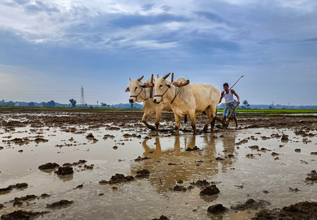 Total area sown in India’s current kharif season so far crosses 119 lakh hectares