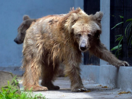 Japan sees rising bear attacks, 27 injured or killed across 9 prefectures: Report Japan sees rising bear attacks, 27 injured or killed across 9 prefectures: Report