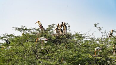 DDA plans to plant 23 lakh native saplings in drive starting in July