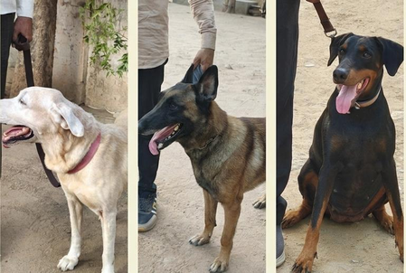 Gujarat: One year on, the quiet work of dogs that searched AI-171 wreckage Gujarat: One year on, the quiet work of dogs that searched AI-171 wreckage