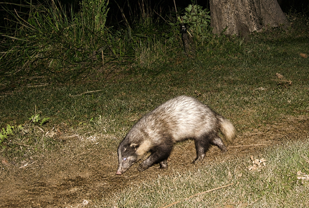 Assam: Kaziranga emerges as key stronghold for vulnerable Greater Hog Badger Assam: Kaziranga emerges as key stronghold for vulnerable Greater Hog Badger