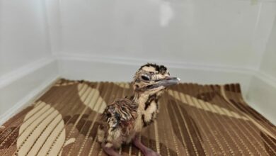 3 more chicks added to Project Great Indian Bustard: Bhupender Yadav 3 more chicks added to Project Great Indian Bustard: Bhupender Yadav