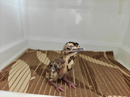 3 more chicks added to Project Great Indian Bustard: Bhupender Yadav 3 more chicks added to Project Great Indian Bustard: Bhupender Yadav