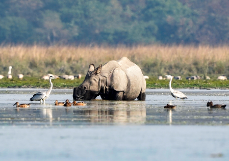 Zero rhino, tiger poaching in Manas for 3 consecutive years, says Assam CM Zero rhino, tiger poaching in Manas for 3 consecutive years, says Assam CM