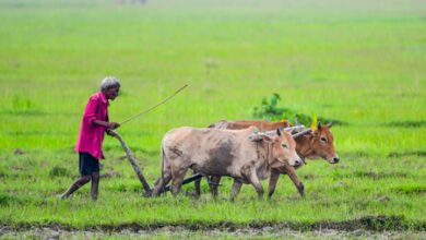 Kisan Sarathi connects nearly 3 crore farmers with digital advisory services