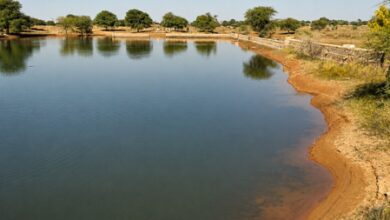 Water turns toxic in Dharam Talab in Rajasthan’s Bhilwara village, local admin alerts villagers prohibiting its use Water turns toxic in Dharam Talab in Rajasthan’s Bhilwara village, local admin alerts villagers prohibiting its use