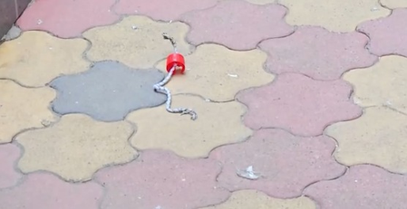 Miscreants hurl two petrol bombs at RSS office in Ranchi; police probe underway Miscreants hurl two petrol bombs at RSS office in Ranchi; police probe underway