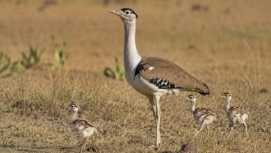 Three new chicks take Rajasthan’s Great Indian Bustard population to 94