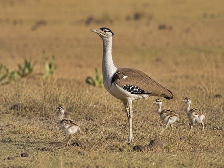 Three new chicks take Rajasthan’s Great Indian Bustard population to 94 Three new chicks take Rajasthan’s Great Indian Bustard population to 94