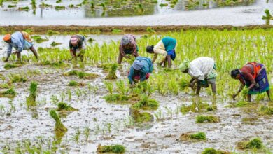 Kuruvai cultivation uncertain in TN’s Madurai as dam storage remains low Kuruvai cultivation uncertain in TN’s Madurai as dam storage remains low