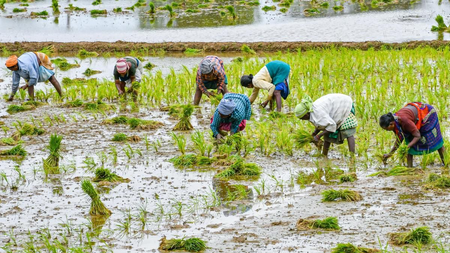 Kuruvai cultivation uncertain in TN’s Madurai as dam storage remains low