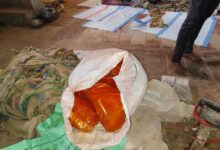 Spice consignment valued at over Rs 1.11 crore seized during inspection in Gujarat