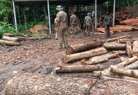 Meghalaya: Illegal timber network busted; Forest dept raids four sawmills Meghalaya: Illegal timber network busted; Forest dept raids four sawmills