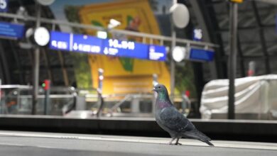 Australian govt confirms first mainland case of H5N1 bird flu strain Australian govt confirms first mainland case of H5N1 bird flu strain