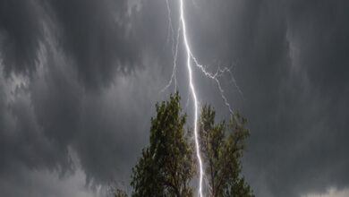 MP: Lightning kills woman, niece in Shahdol while gathering Mahua flowers