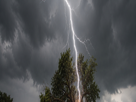 MP: Lightning kills woman, niece in Shahdol while gathering Mahua flowers