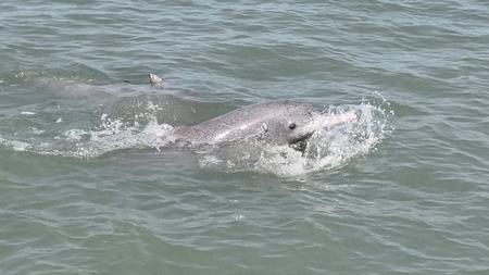 Marine survey finds over 680 dolphins along Gujarat coast Marine survey finds over 680 dolphins along Gujarat coast