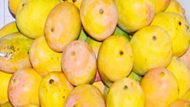 Mango growers in Karnataka’s Kolar hold shutdown over prices, Kumaraswamy promises Centre’s help