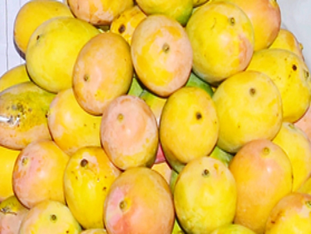 Mango growers in Karnataka’s Kolar hold shutdown over prices, Kumaraswamy promises Centre’s help Mango growers in Karnataka’s Kolar hold shutdown over prices, Kumaraswamy promises Centre’s help