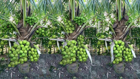 Labour shortage drives up coconut farming costs in Western Tamil Nadu Labour shortage drives up coconut farming costs in Western Tamil Nadu