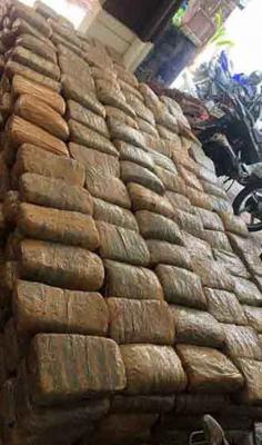 Mumbai Customs arrests 28-year-old man with hydroponic weed worth Rs 2.05 crore at CSMIA Mumbai Customs arrests 28-year-old man with hydroponic weed worth Rs 2.05 crore at CSMIA
