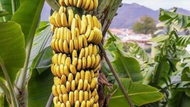 Boost for MP farmers as Burhanpur Banana receives GI tag Boost for MP farmers as Burhanpur Banana receives GI tag