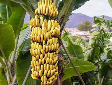 Boost for MP farmers as Burhanpur Banana receives GI tag