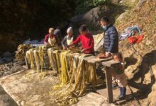 How trees used for Japan banknotes started being grown 5,200 km away in Himalayan slopes Of Nepal