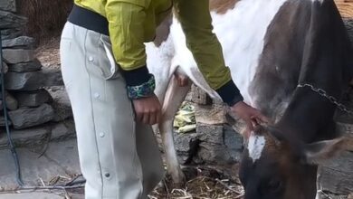 Gurmeet Choudhary soaks in simplicity of village life in Manali