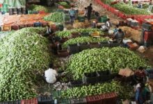 Indian mangoes reach Singapore via sea shipment, to facilitate newer markets (Lead)