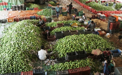 Indian mangoes reach Singapore via sea shipment, to facilitate newer markets (Lead)