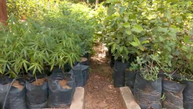 Gujarat expands statewide nursery network to drive large-scale afforestation push