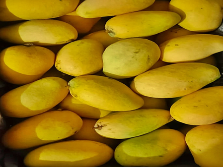 Sundarja mango from MP’s Rewa finds growing markets overseas