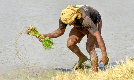 Groundwater depletion casts shadow over Kuruvai cultivation in Cauvery delta