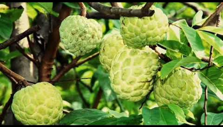 Seoni’s jumbo custard apple earns prestigious GI Tag, boosting farmers’ fortunes in MP