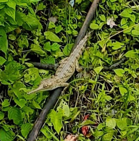 Juvenile gharial sighting signals revival of Assam’s river ecosystem: Himanta Sarma