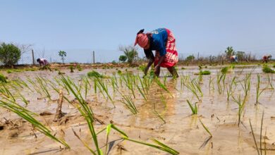 Delta farmers seek special relief package as Kuruvai loss threatens incomes in TN