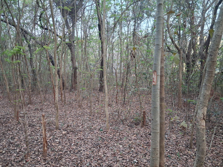 Jharkhand HC questions delay in probe into illegal tree felling during Covid lockdown