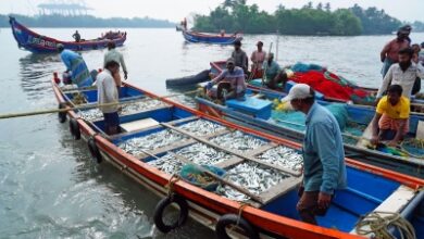 No trawlers, less fish: Kerala braces for price rise of a favourite staple No trawlers, less fish: Kerala braces for price rise of a favourite staple