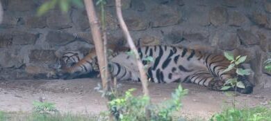 Nepal’s Central Zoo closed after confirmation of bird flu Nepal’s Central Zoo closed after confirmation of bird flu