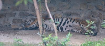 Nepal’s Central Zoo closed after confirmation of bird flu