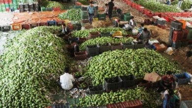 In a first, India exports Banganapalle mangoes to Singapore via sea route
