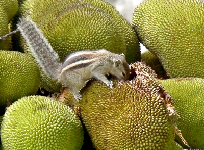 ‘From poor man’s fruit to health food’: Kerala plans push for jackfruit, highlight medicinal value ‘From poor man’s fruit to health food’: Kerala plans push for jackfruit, highlight medicinal value